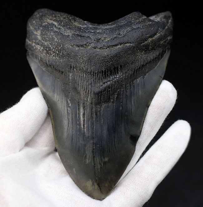 極めて希少!採集して泥を落としただけの100%ナチュラルのメガロドン(Carcharocles megalodon)の歯化石。(その3)