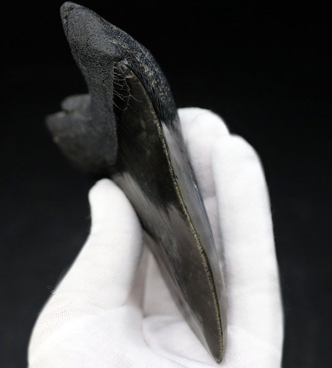極めて希少!採集して泥を落としただけの100%ナチュラルのメガロドン(Carcharocles megalodon)の歯化石。(その4)