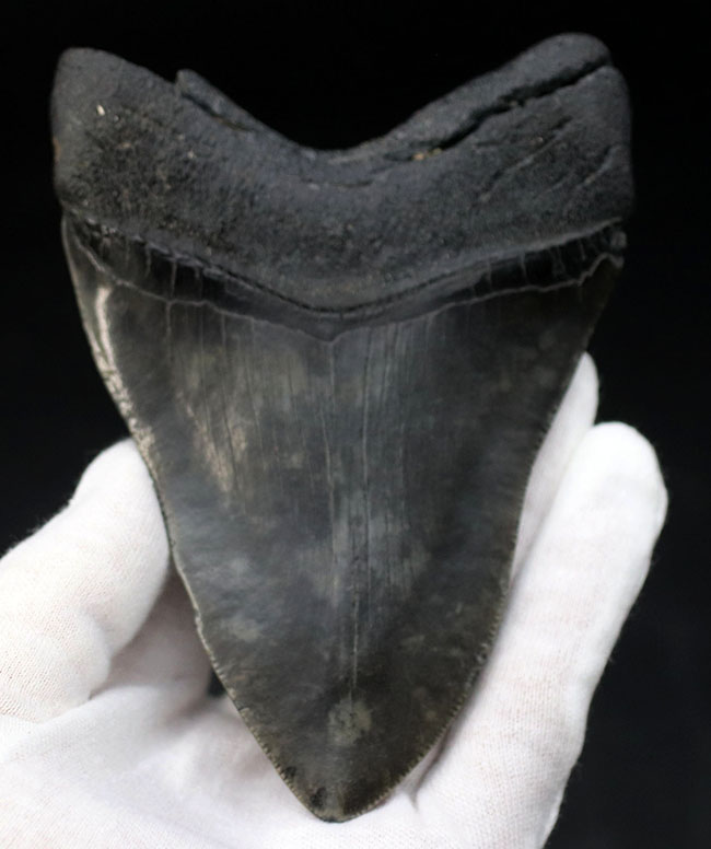 極めて希少!採集して泥を落としただけの100%ナチュラルのメガロドン(Carcharocles megalodon)の歯化石。(その5)