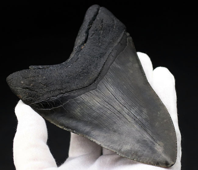 極めて希少!採集して泥を落としただけの100%ナチュラルのメガロドン(Carcharocles megalodon)の歯化石。(その6)