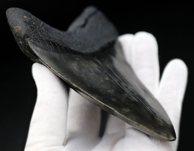極めて希少!採集して泥を落としただけの100%ナチュラルのメガロドン(Carcharocles megalodon)の歯化石。(その7)