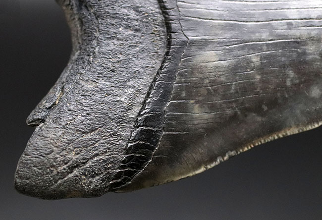 極めて希少!採集して泥を落としただけの100%ナチュラルのメガロドン(Carcharocles megalodon)の歯化石。(その8)