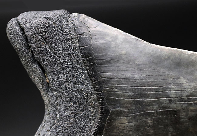 極めて希少!採集して泥を落としただけの100%ナチュラルのメガロドン(Carcharocles megalodon)の歯化石。(その9)