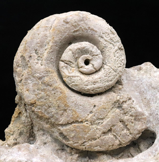 レア！化石セブン初登場！オルドビス紀の不思議生物！絶滅腹足類