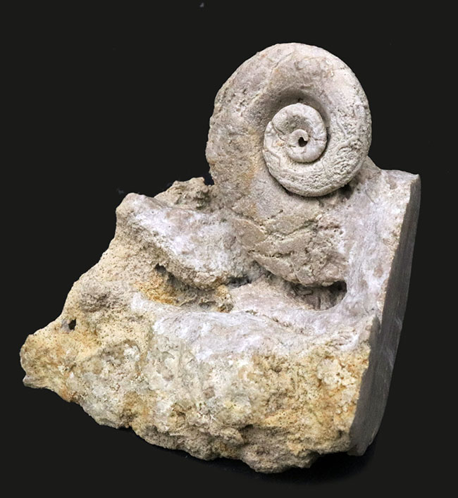 レア！化石セブン初登場！オルドビス紀の不思議生物！絶滅腹足類