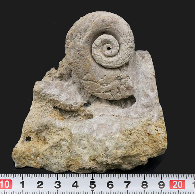 レア！化石セブン初登場！オルドビス紀の不思議生物！絶滅腹足類