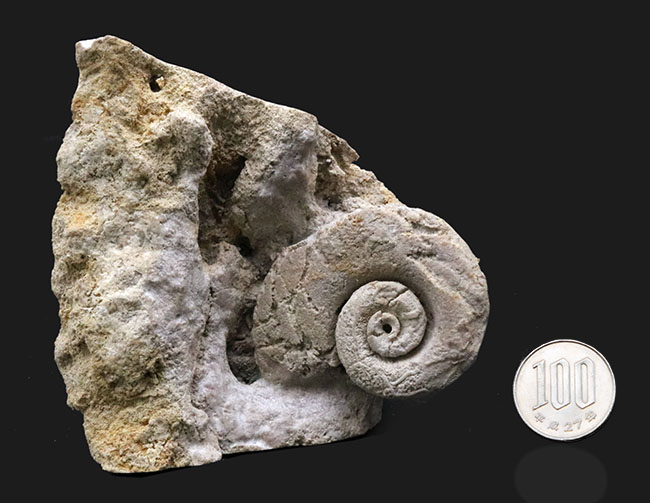 レア！化石セブン初登場！オルドビス紀の不思議生物！絶滅腹足類、マクルリテス（Maclurites）の上質化石（その7）