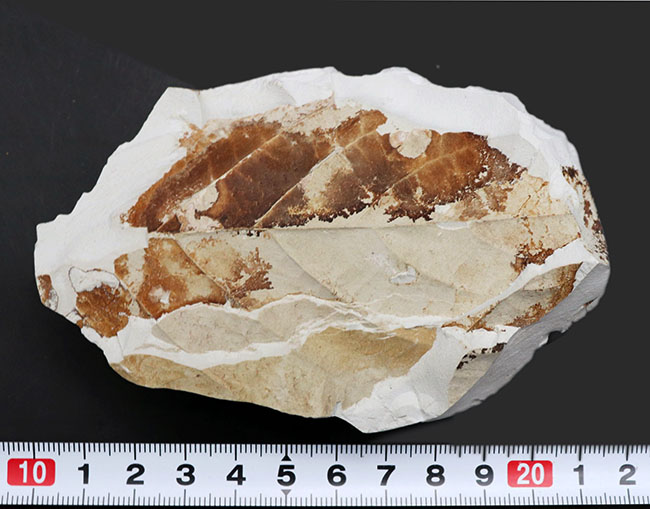 国産植物化石、マニアックシリーズ！葉だけで８センチを超える立派なムカシケヤキの葉の化石（その10）