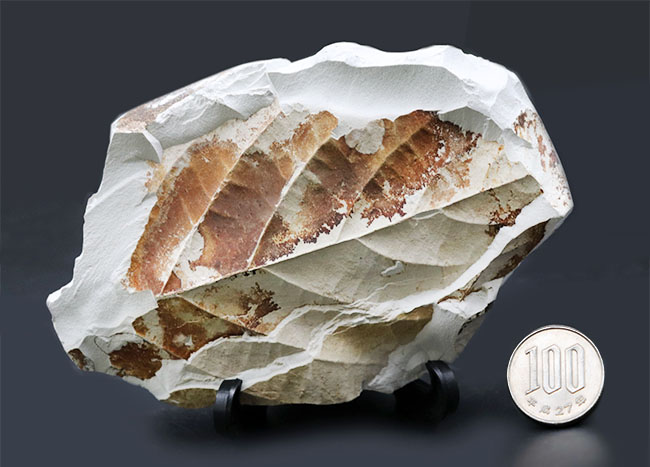 国産植物化石、マニアックシリーズ！葉だけで８センチを超える立派なムカシケヤキの葉の化石（その11）
