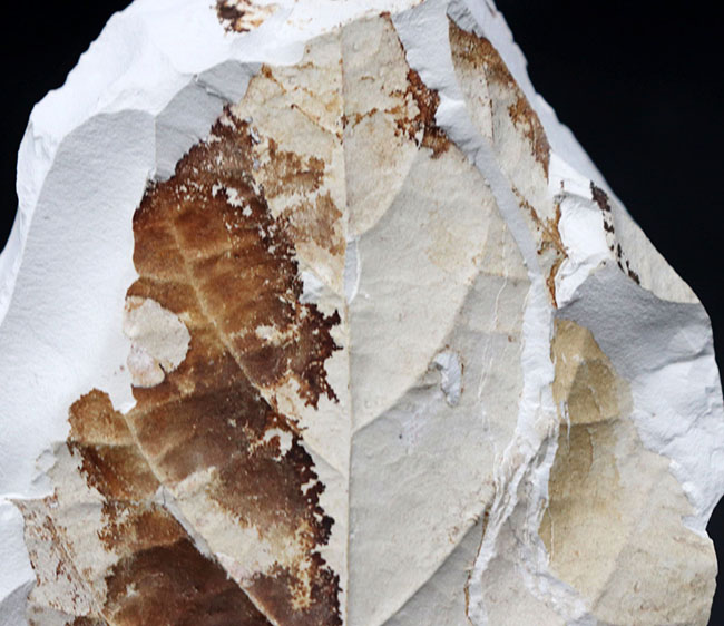 国産植物化石、マニアックシリーズ！葉だけで８センチを超える立派なムカシケヤキの葉の化石（その3）