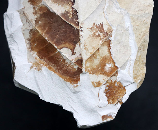 国産植物化石、マニアックシリーズ！葉だけで８センチを超える立派なムカシケヤキの葉の化石（その4）