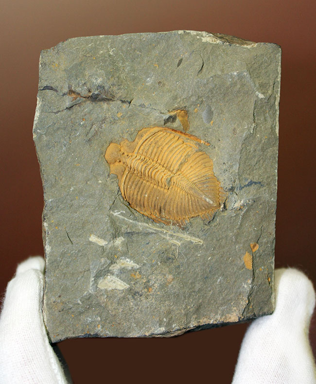 明るい黄土色がトレードマーク、中国のシルル紀の地層から採集される珍しい三葉虫コロノセファルス（Coronocephalus sp.）（その1）