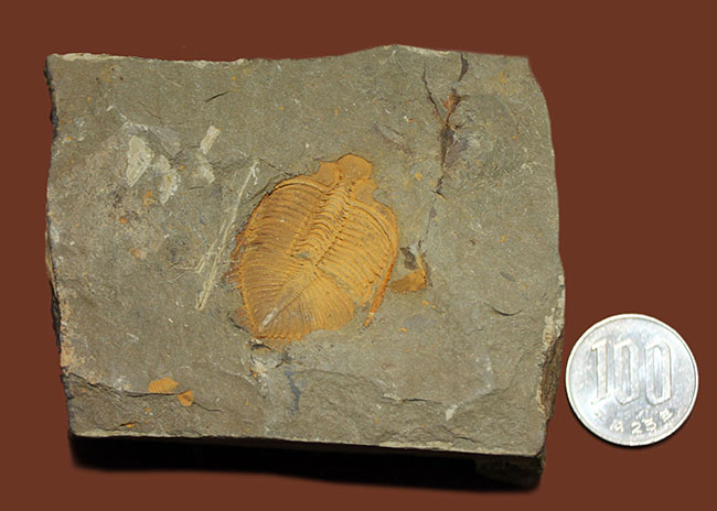 明るい黄土色がトレードマーク、中国のシルル紀の地層から採集される珍しい三葉虫コロノセファルス（Coronocephalus sp.）（その10）