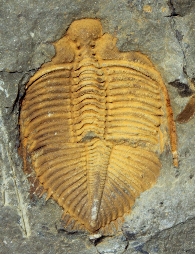 明るい黄土色がトレードマーク、中国のシルル紀の地層から採集される珍しい三葉虫コロノセファルス（Coronocephalus sp.）（その2）