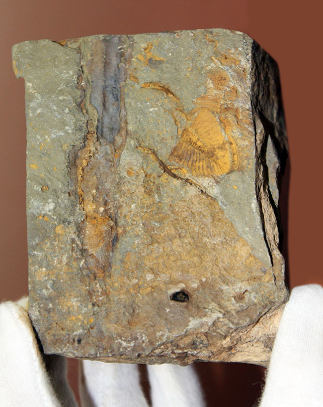 明るい黄土色がトレードマーク、中国のシルル紀の地層から採集される珍しい三葉虫コロノセファルス(Coronocephalus sp.)(その3)