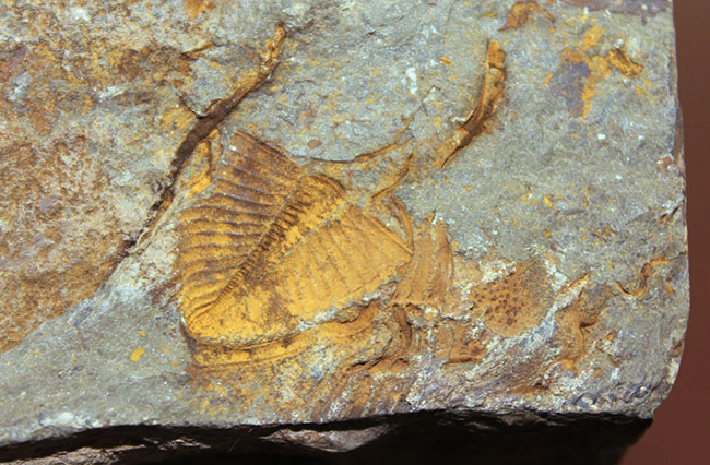 明るい黄土色がトレードマーク、中国のシルル紀の地層から採集される珍しい三葉虫コロノセファルス（Coronocephalus sp.）（その4）