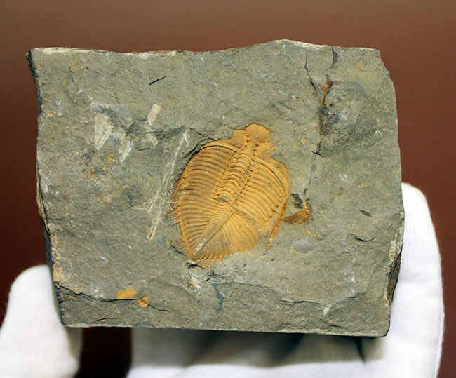 明るい黄土色がトレードマーク、中国のシルル紀の地層から採集される珍しい三葉虫コロノセファルス(Coronocephalus sp.)(その5)