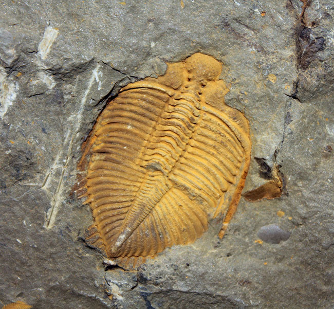 明るい黄土色がトレードマーク、中国のシルル紀の地層から採集される珍しい三葉虫コロノセファルス(Coronocephalus sp.)(その6)
