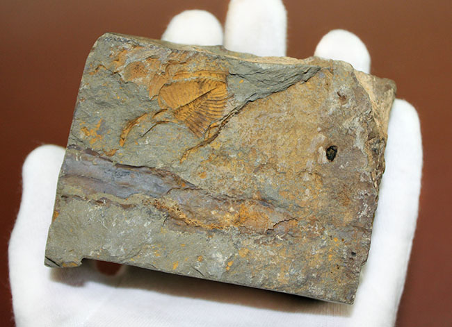 明るい黄土色がトレードマーク、中国のシルル紀の地層から採集される珍しい三葉虫コロノセファルス(Coronocephalus sp.)(その7)