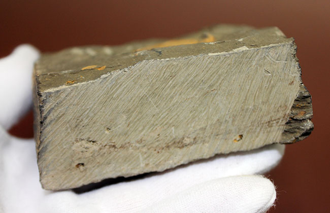 明るい黄土色がトレードマーク、中国のシルル紀の地層から採集される珍しい三葉虫コロノセファルス(Coronocephalus sp.)(その9)