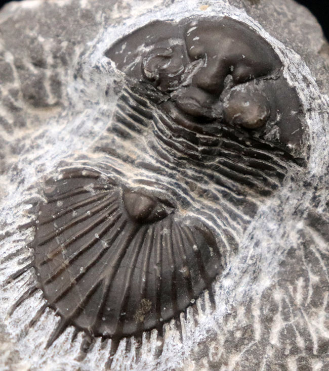 扇形の尾板が特徴的なレアな三葉虫、ティサノペルティス（Thysanopeltis）の化石（その1）