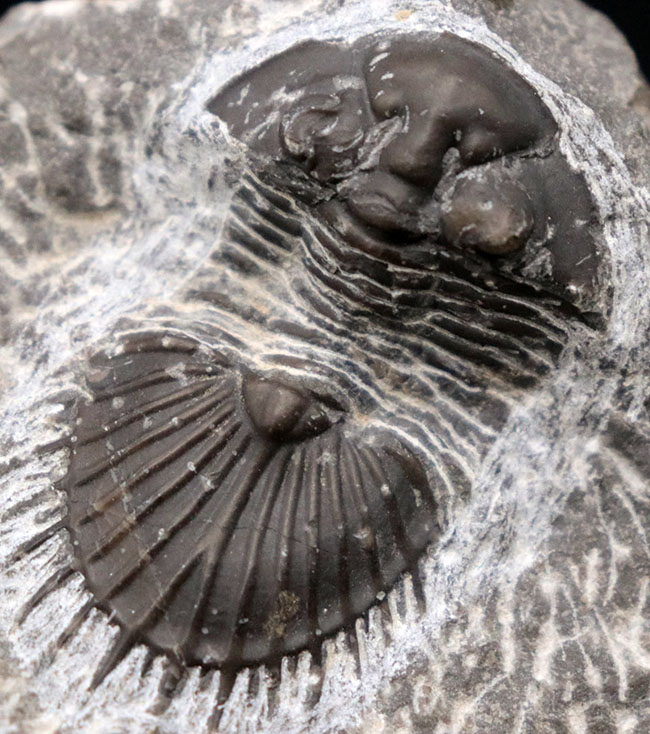 扇形の尾板が特徴的なレアな三葉虫、ティサノペルティス(Thysanopeltis)の化石(その1)
