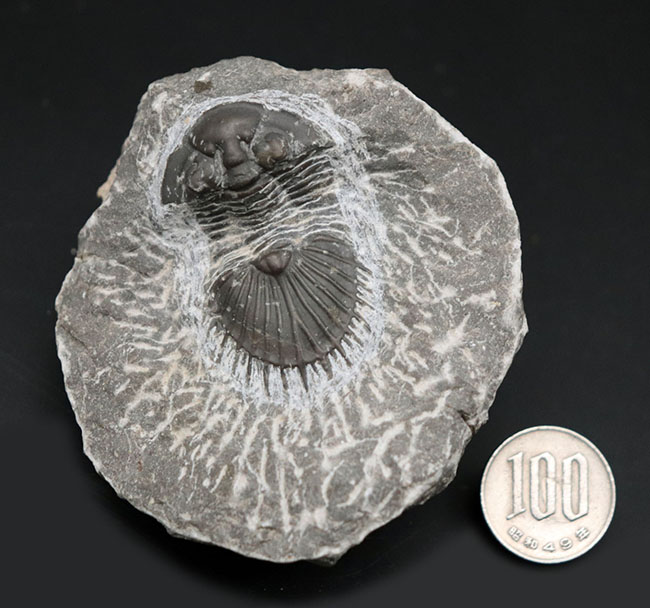 扇形の尾板が特徴的なレアな三葉虫、ティサノペルティス（Thysanopeltis）の化石（その10）