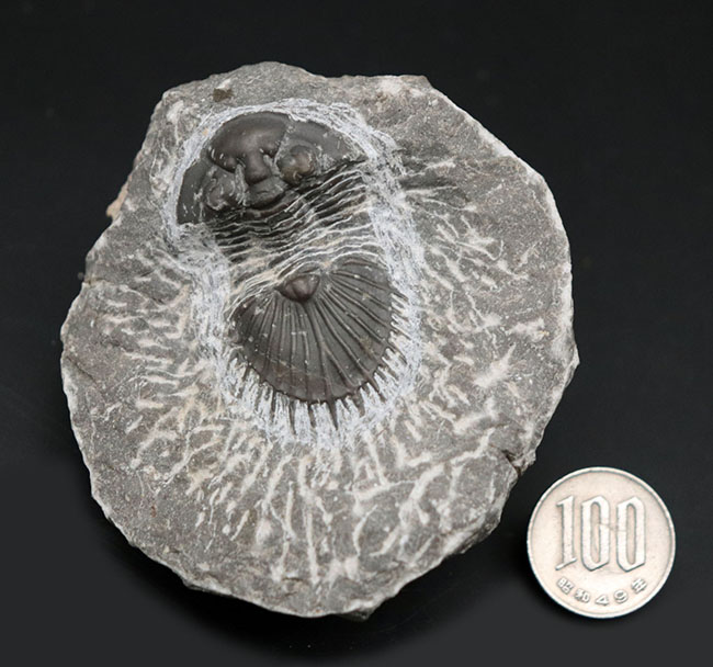 扇形の尾板が特徴的なレアな三葉虫、ティサノペルティス(Thysanopeltis)の化石(その10)