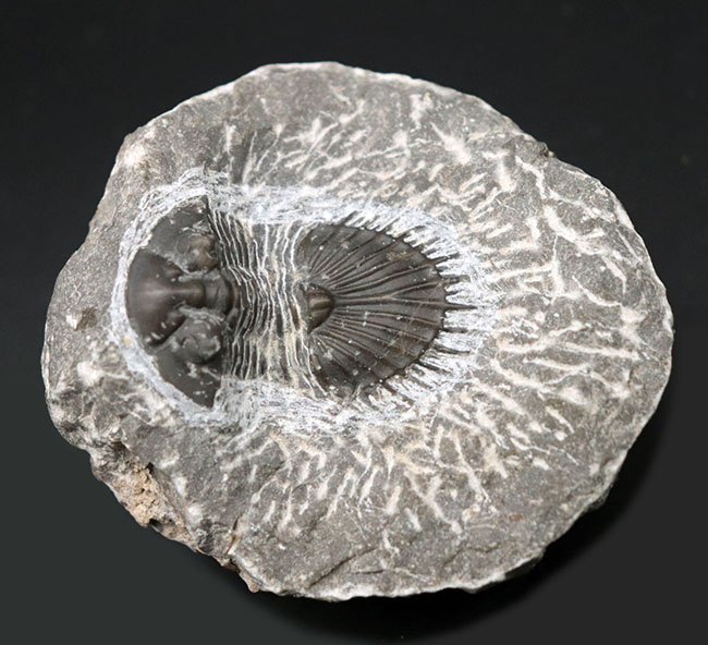 扇形の尾板が特徴的なレアな三葉虫、ティサノペルティス（Thysanopeltis）の化石（その2）