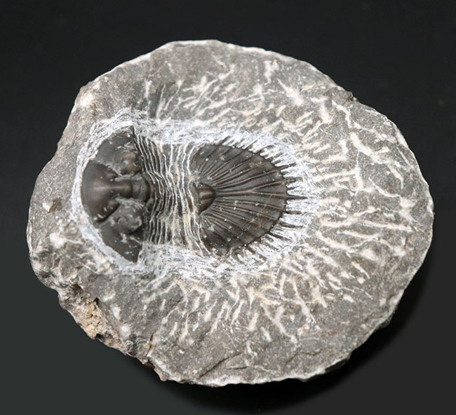 扇形の尾板が特徴的なレアな三葉虫、ティサノペルティス(Thysanopeltis)の化石(その2)