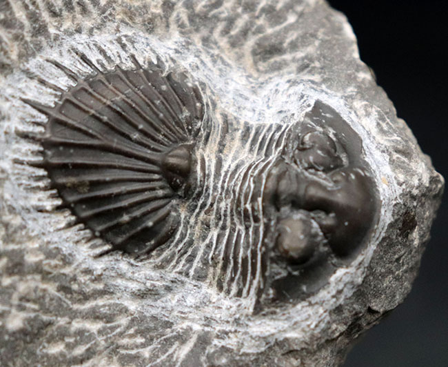 扇形の尾板が特徴的なレアな三葉虫、ティサノペルティス(Thysanopeltis)の化石(その3)
