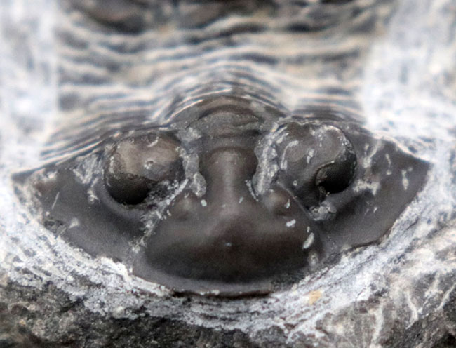 扇形の尾板が特徴的なレアな三葉虫、ティサノペルティス(Thysanopeltis)の化石(その4)