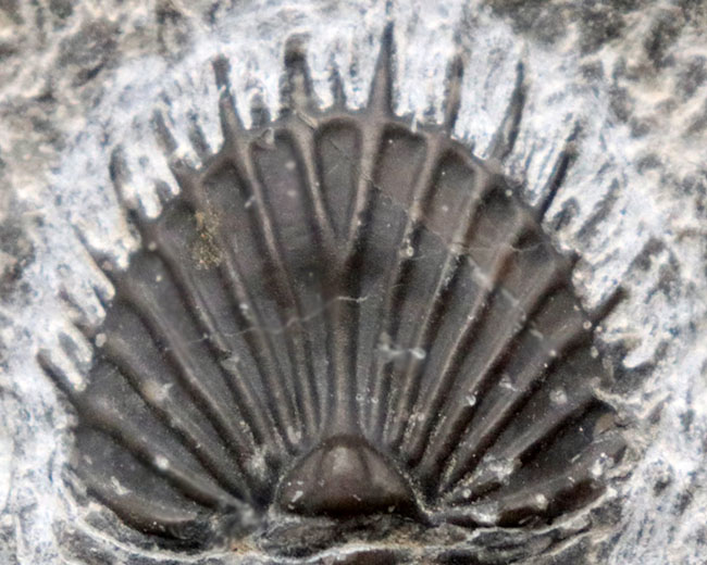 扇形の尾板が特徴的なレアな三葉虫、ティサノペルティス（Thysanopeltis）の化石（その5）