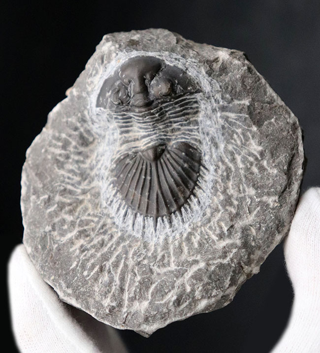 扇形の尾板が特徴的なレアな三葉虫、ティサノペルティス(Thysanopeltis)の化石(その6)