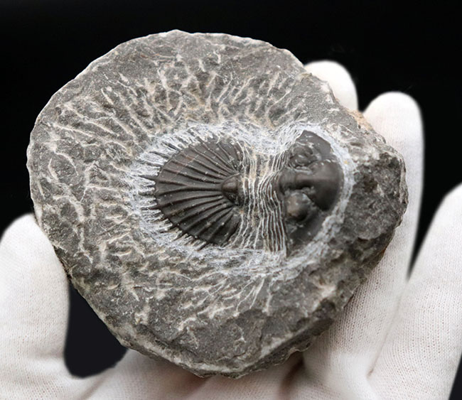 扇形の尾板が特徴的なレアな三葉虫、ティサノペルティス(Thysanopeltis)の化石(その7)