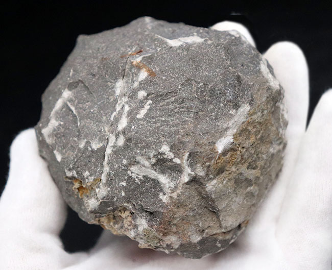 扇形の尾板が特徴的なレアな三葉虫、ティサノペルティス(Thysanopeltis)の化石(その8)