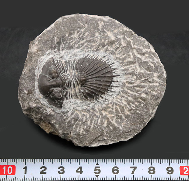 扇形の尾板が特徴的なレアな三葉虫、ティサノペルティス(Thysanopeltis)の化石(その9)