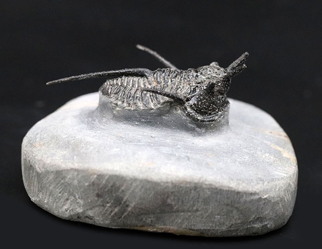三葉虫のヘビーコレクター必見!キファスピスの希少種「デビルズホーン」が登場!キファスピス・ワルテリ(Cyphaspis walteri)(その3)