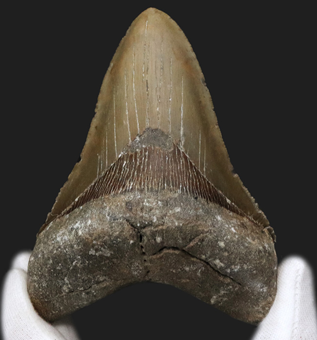 ハンターのこだわり！希少なオールナチュラル！左右対称の美しくも分厚いメガロドン（Carcharocles megalodon）の歯化石（その1）