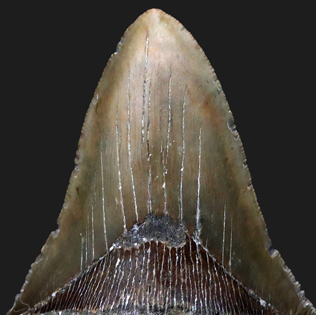 ハンターのこだわり！希少なオールナチュラル！左右対称の美しくも分厚いメガロドン（Carcharocles megalodon）の歯化石（その2）