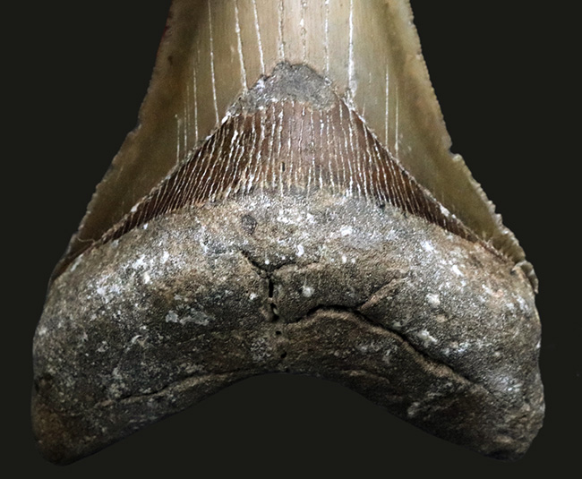 ハンターのこだわり！希少なオールナチュラル！左右対称の美しくも分厚いメガロドン（Carcharocles megalodon）の歯化石（その3）