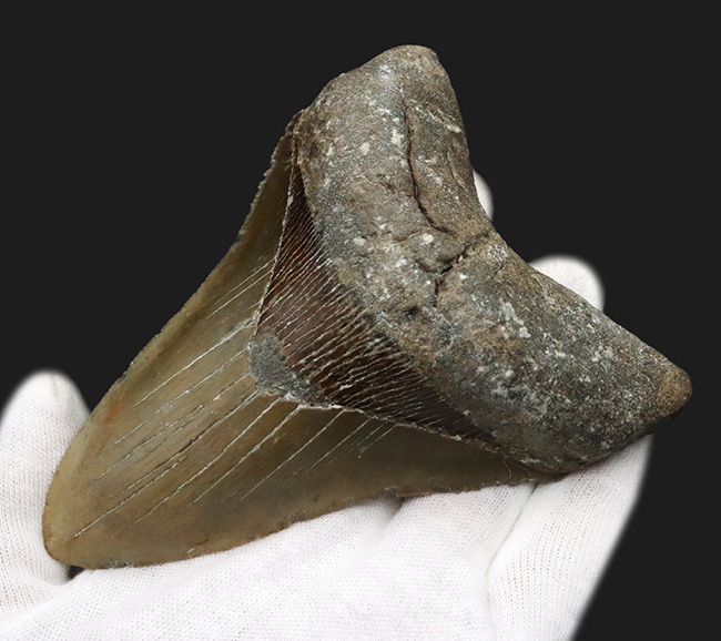 ハンターのこだわり！希少なオールナチュラル！左右対称の美しくも分厚いメガロドン（Carcharocles megalodon）の歯化石（その4）