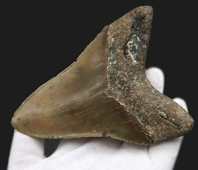ハンターのこだわり！希少なオールナチュラル！左右対称の美しくも分厚いメガロドン（Carcharocles megalodon）の歯化石（その5）