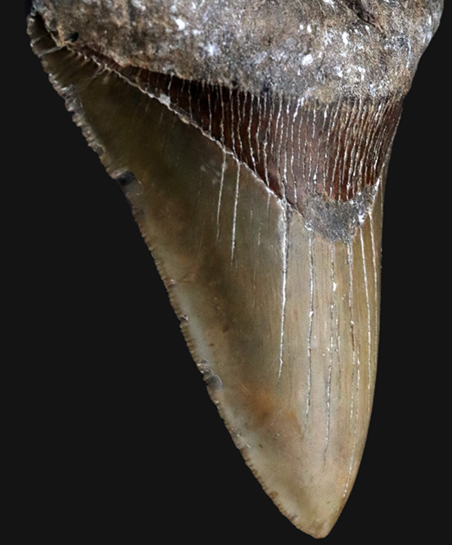 ハンターのこだわり！希少なオールナチュラル！左右対称の美しくも分厚いメガロドン（Carcharocles megalodon）の歯化石（その6）