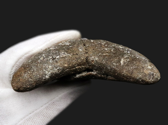 ハンターのこだわり！希少なオールナチュラル！左右対称の美しくも分厚いメガロドン（Carcharocles megalodon）の歯化石（その7）