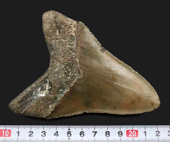 ハンターのこだわり！希少なオールナチュラル！左右対称の美しくも分厚いメガロドン（Carcharocles megalodon）の歯化石（その8）