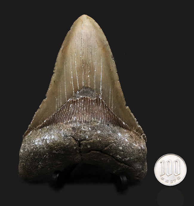 ハンターのこだわり！希少なオールナチュラル！左右対称の美しくも分厚いメガロドン（Carcharocles megalodon）の歯化石（その9）