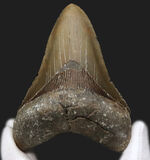 ハンターのこだわり！希少なオールナチュラル！左右対称の美しくも分厚いメガロドン（Carcharocles megalodon）の歯化石