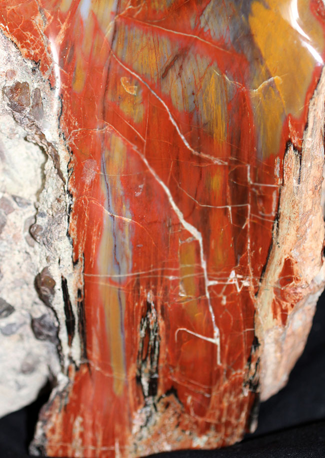 米国アリゾナ産珪化木の最高峰！株まるごと化石になりました。コレクションのど真ん中に鎮座するべきアイテム。（その5）