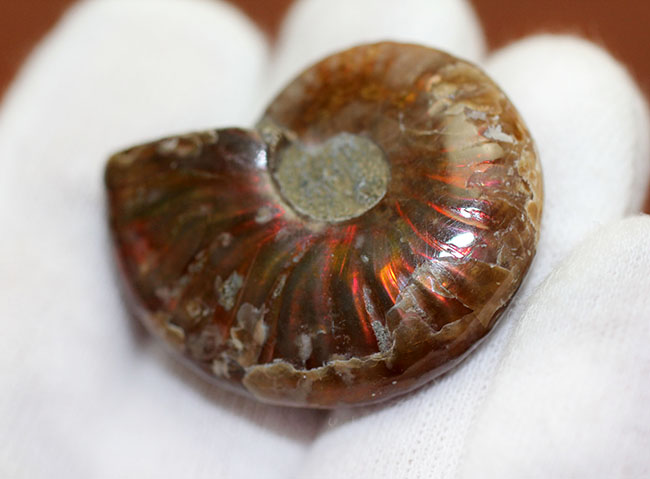 小ぶりながら多彩な輝きにワクワクします。マダガスカル産の遊色アンモナイト、クレオニセラス(Cleoniceras)(その3)